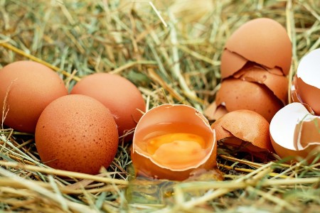 Egg is one of the common allergens